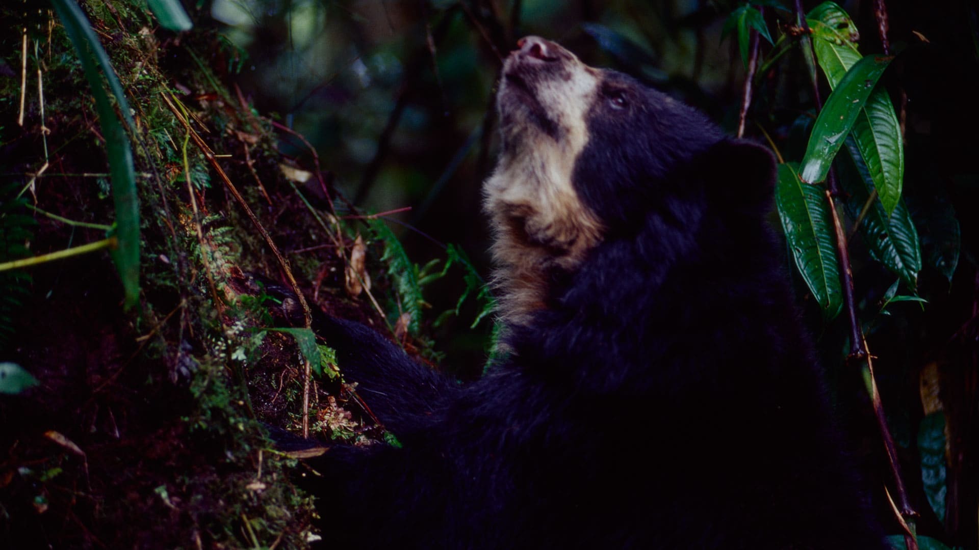 Bear